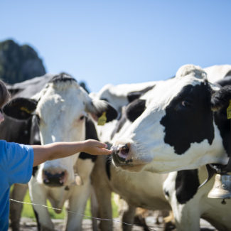 Un enfant tend la main vers un troupeau de vaches à Charmey