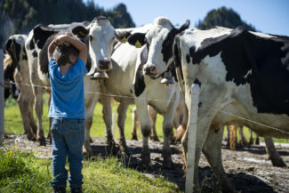 Un petit garçon jouant devant un troupeau de vaches dans les prés de Charmey