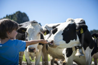 un enfant tend la main vers des vaches