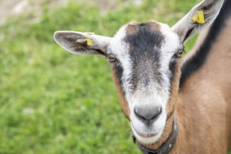 une chèvre dans un pré