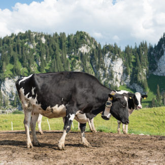 Une vache dans un pré avec une vue sur les montagnes de Charmey