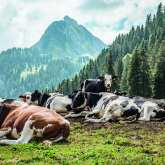 Troupeau de vaches allongées dans un pré et une vue sur les montagnes de Charmey