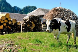 Une vache d'alpage
